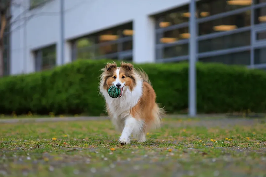 Shetland Sheepdog (Image Credits: Unsplash)