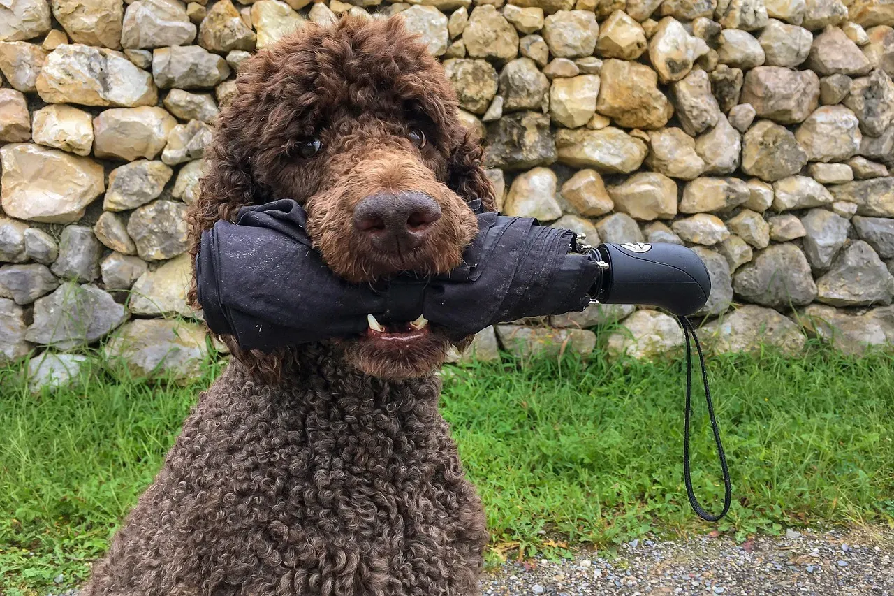 #3 - How the Dog Reacts to Brand-New Objects (Image Credits: Pixabay)