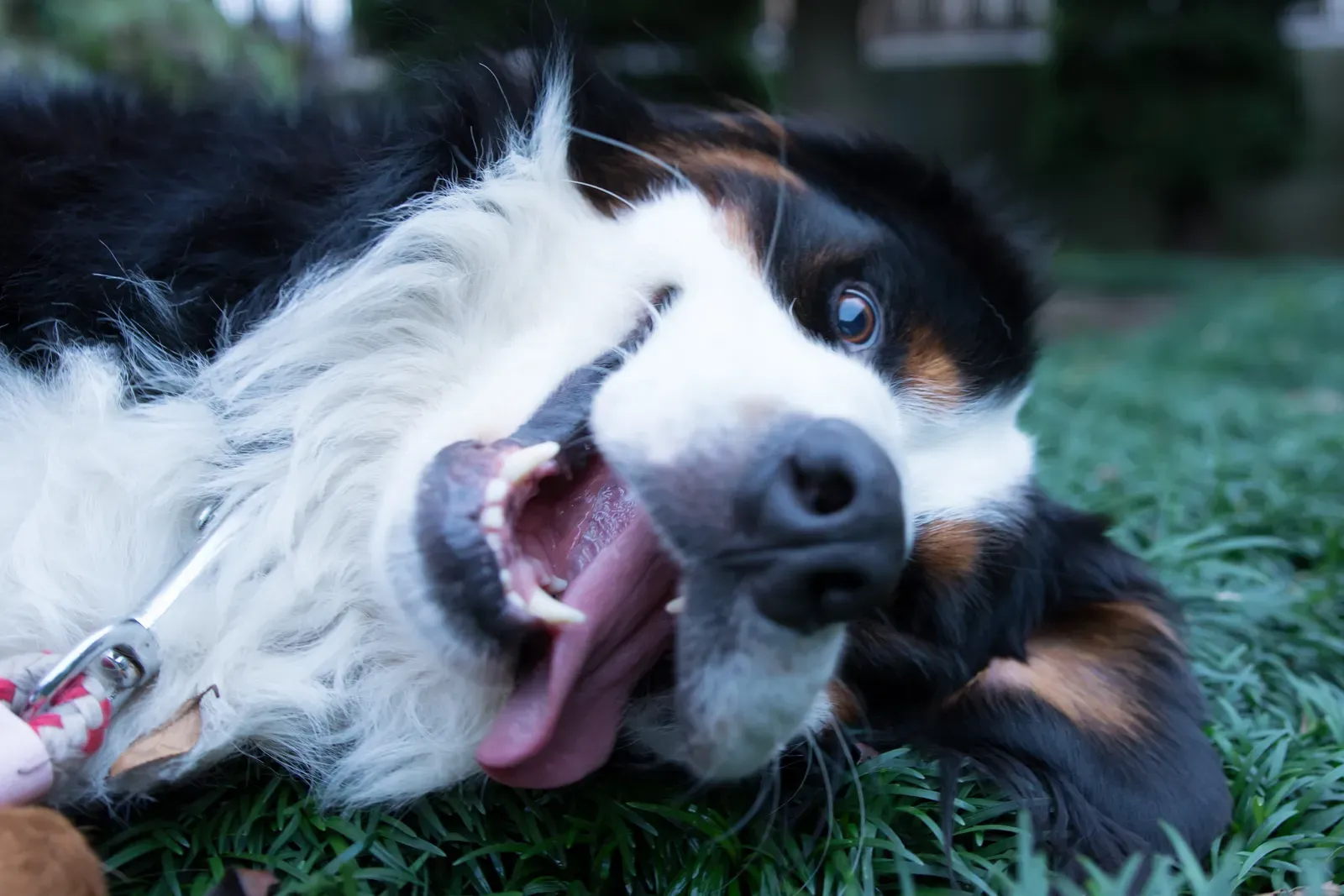 Sign #8: They're Vocal in a Bright, Playful Way (Playful mood, CC BY-SA 2.0)