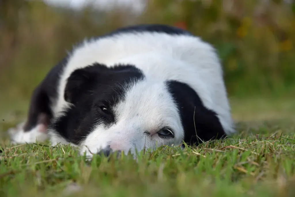 7. They Have Accidents or Lose Control of Bladder and Bowels (conall.., Flickr, CC BY 2.0)