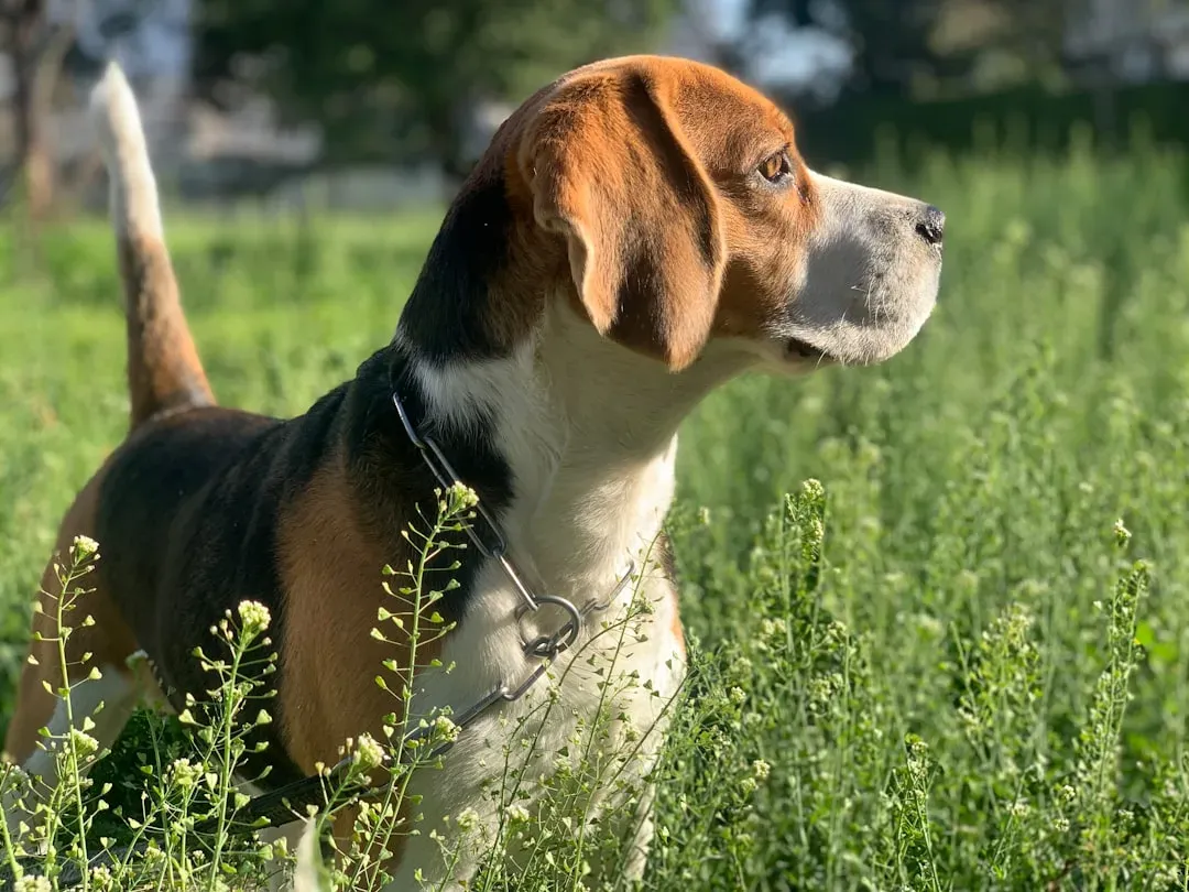 #9 Sagittarius (November 22 – December 21): Beagle (Image Credits: Unsplash)