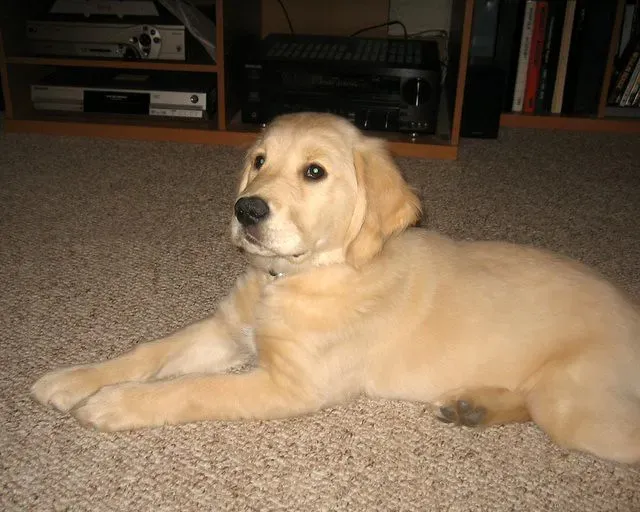 Golden Retriever: The Gentle Soul (Image Credits: Flickr)