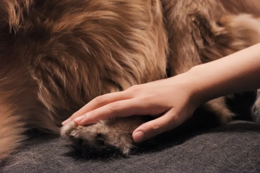 #7. Placing a Paw on You (Image Credits: Unsplash)
