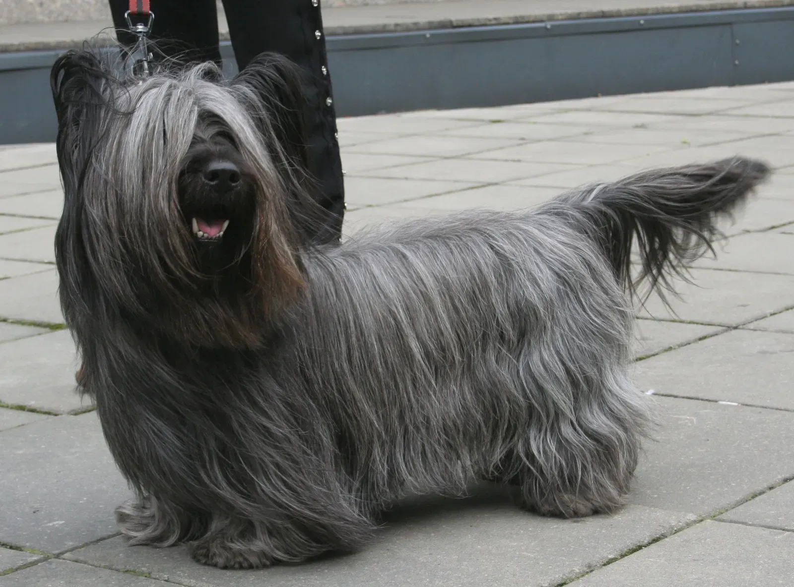 Skye Terrier (By Pleple2000, CC BY-SA 3.0)
