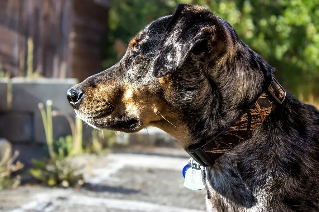 9. Catahoula Leopard Dog (Krystal.Hamlin, Flickr, CC BY 2.0)