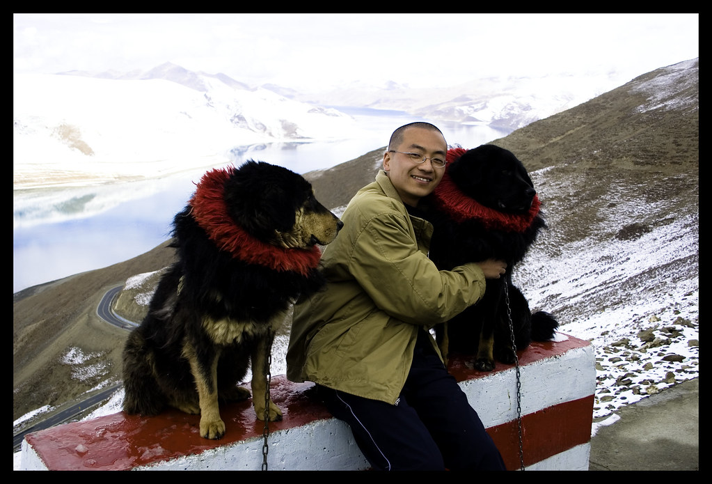 Tibetan Mastiff: Himalayan Heritage Meets Winter Wonder (Image Credits: Flickr)