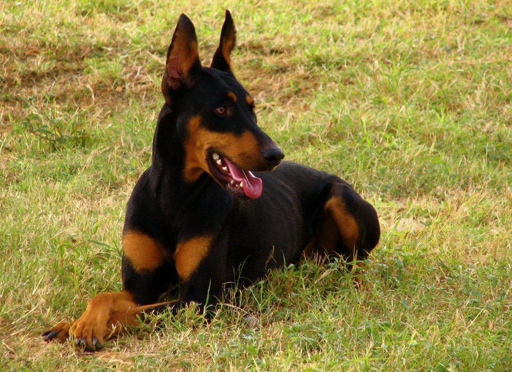 Scorpio Dogs: The Mysterious Protectors (Image Credits: Flickr)