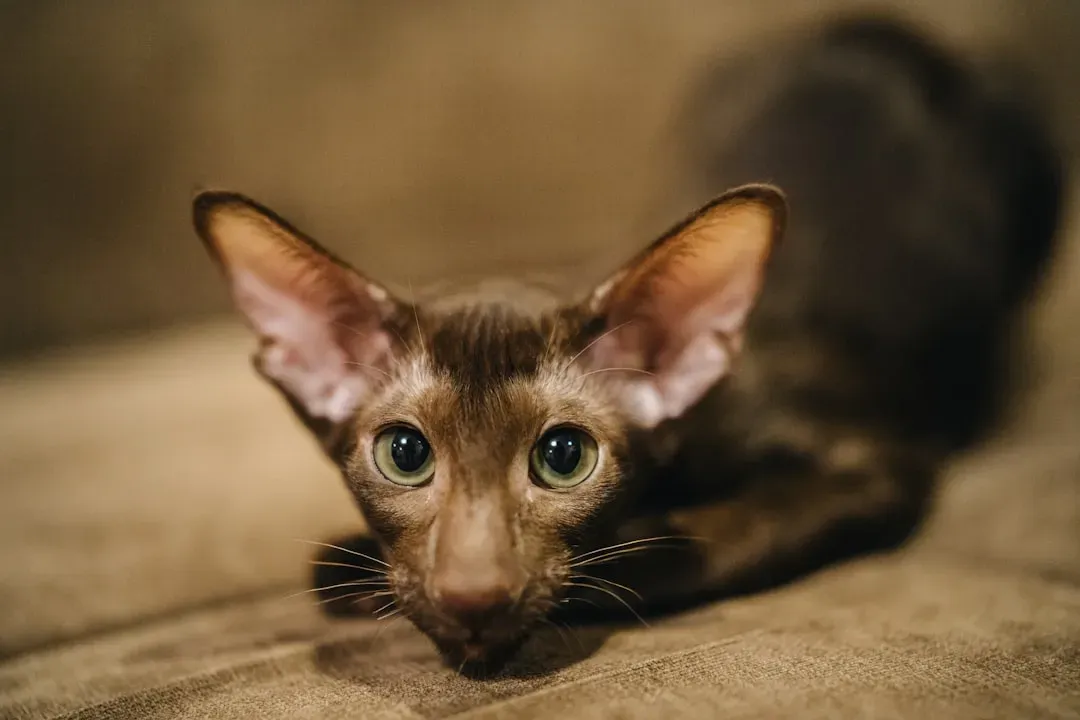 Oriental Shorthair: Sensitive, Needy, and Not for Rough Play (Image Credits: Unsplash)