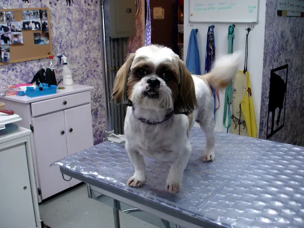 Body Language Clues It's Fear (Image Credits: Flickr)