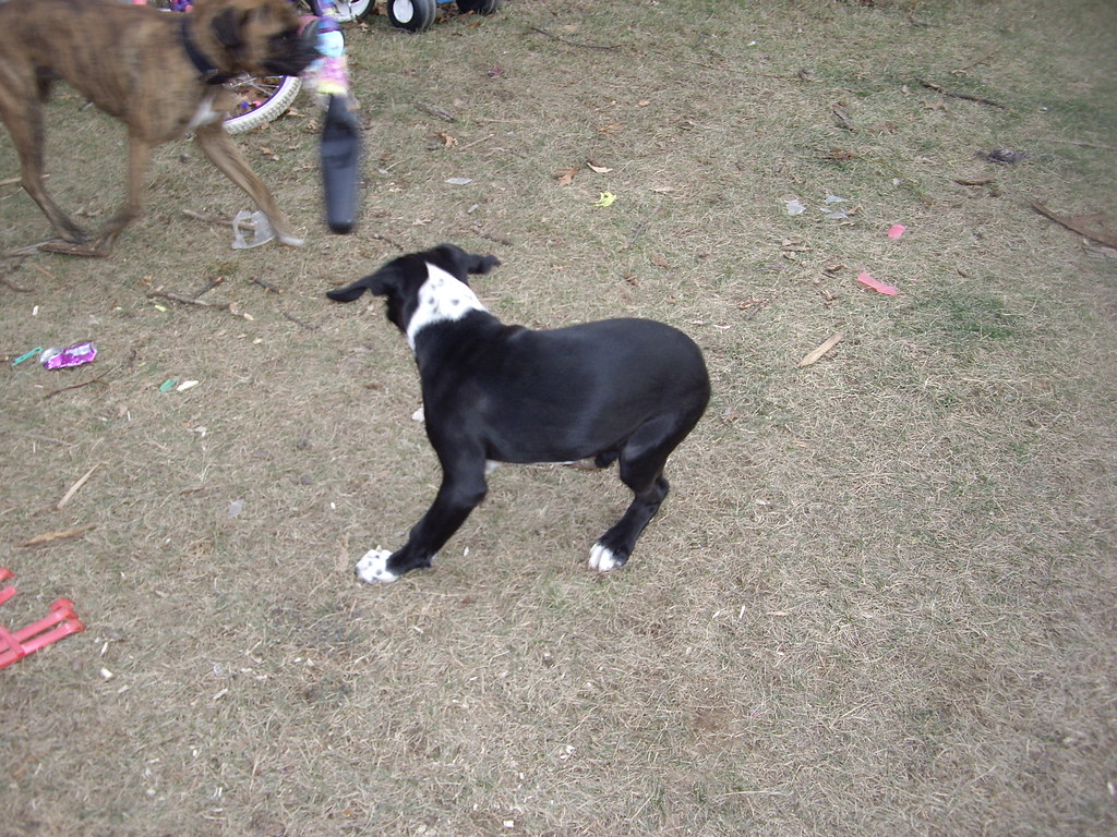 Conclusion: Embracing Your Dog's Ancient Dance (Image Credits: Flickr)