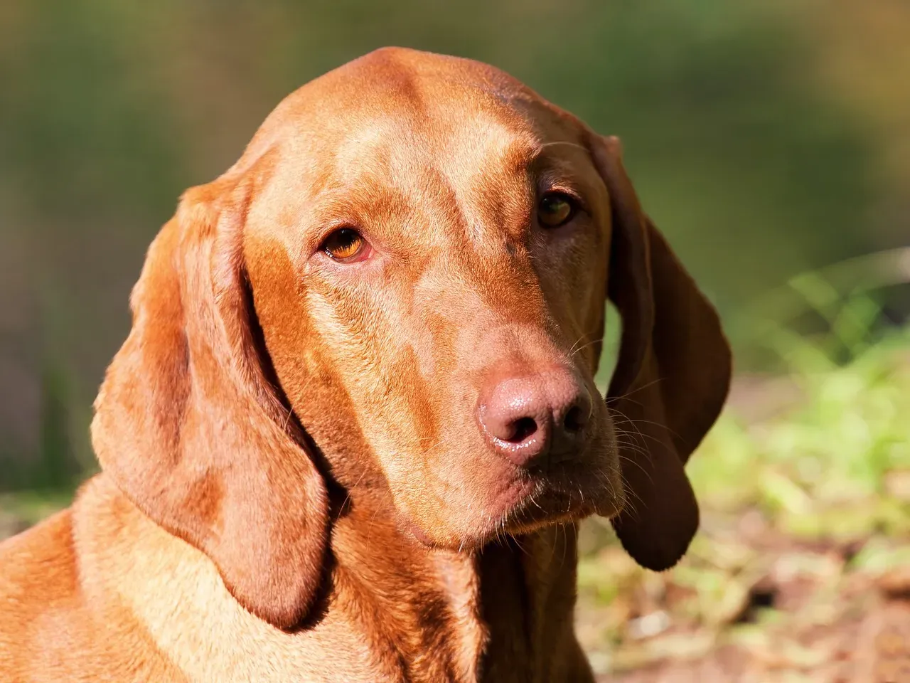 Vizsla (Image Credits: Pixabay)