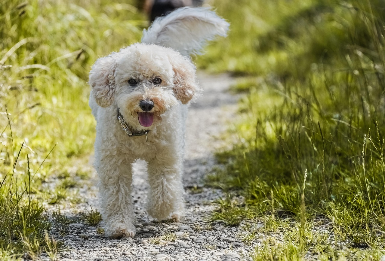 Libra: Poodle - The Elegant Diplomat (Image Credits: Pixabay)