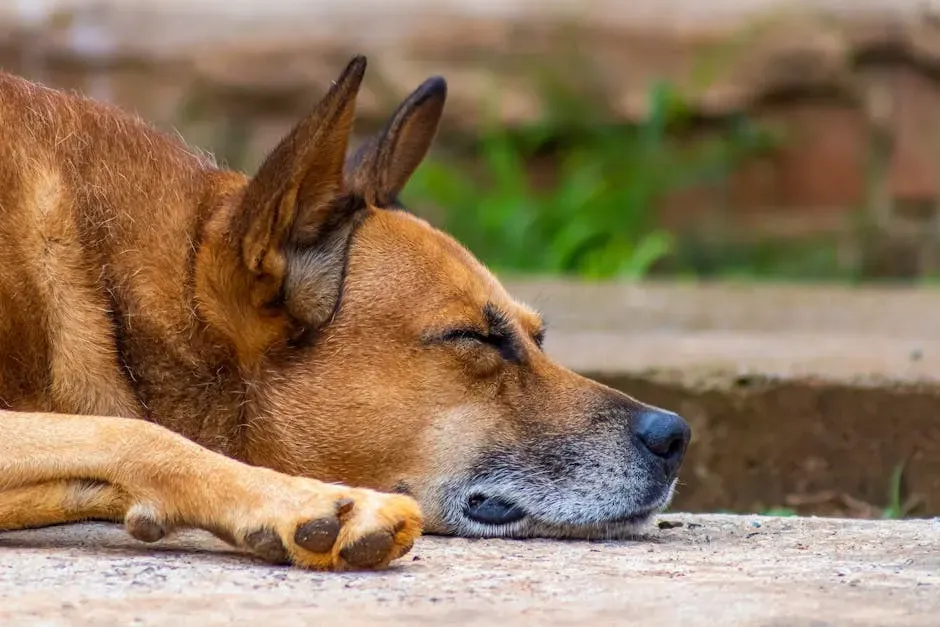 #2: They Begin Seeking Unusual Places to Rest (Image Credits: Pexels)