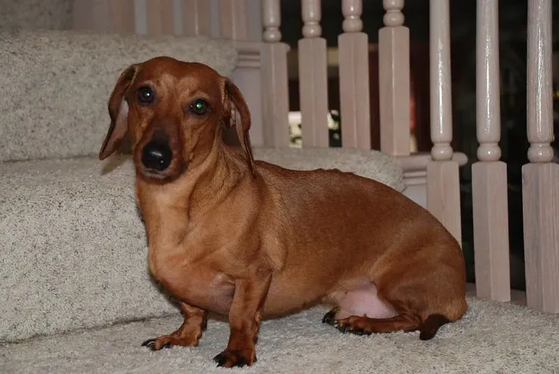 The Paranoia About Their Backs That's Actually Necessary (Image Credits: Flickr)