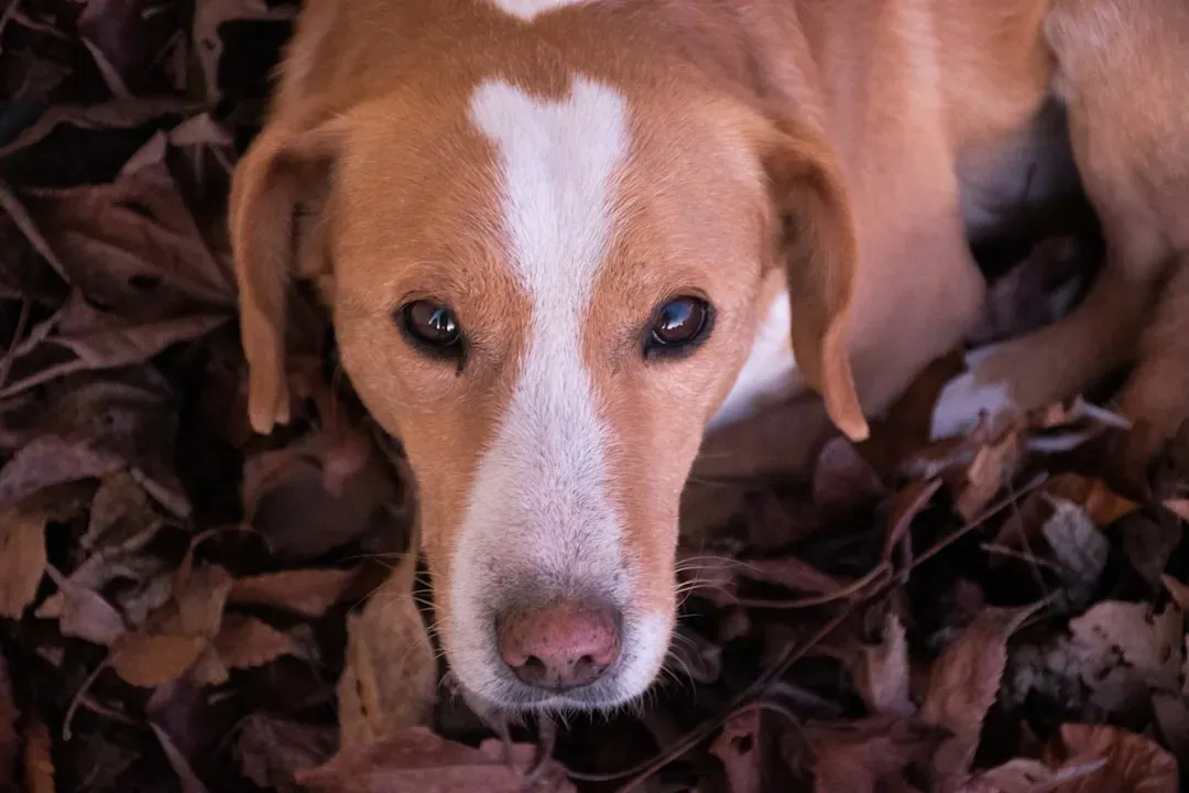 Their Eyes Tell Stories You've Never Heard Before (Image Credits: Unsplash)
