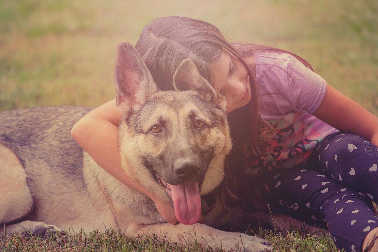 German Shepherds: Misunderstood Protectors (Image Credits: Pixabay)
