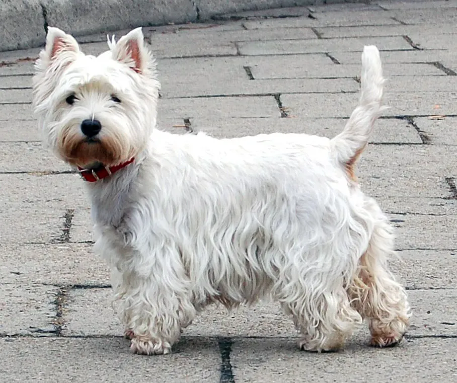 6. West Highland White Terrier: The Scottish Alarm System (Image Credits: Wikimedia)