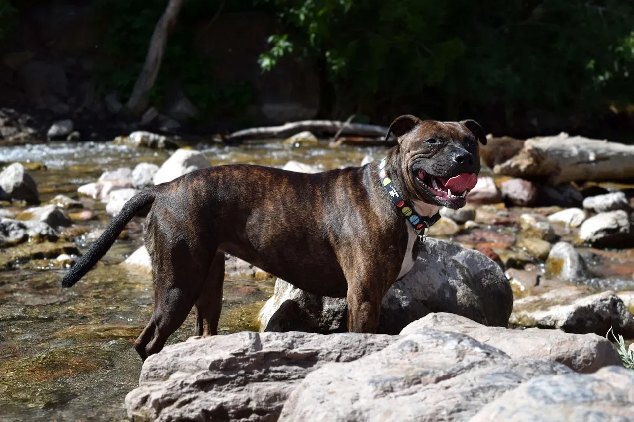 8. Staffordshire Bull Terrier: The Misunderstood Sweetheart (Image Credits: Pixabay)