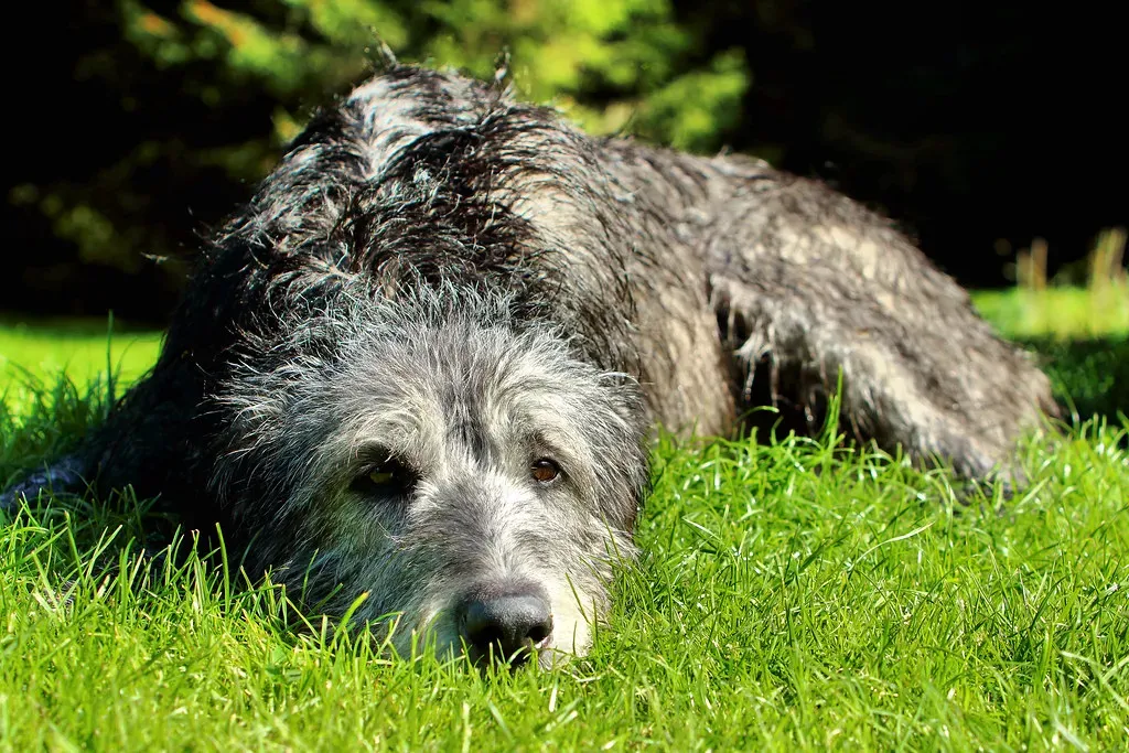 4. Irish Wolfhound: Gentle Giant, Quiet Guardian (Airwolfhound, Flickr, CC BY-SA 2.0)