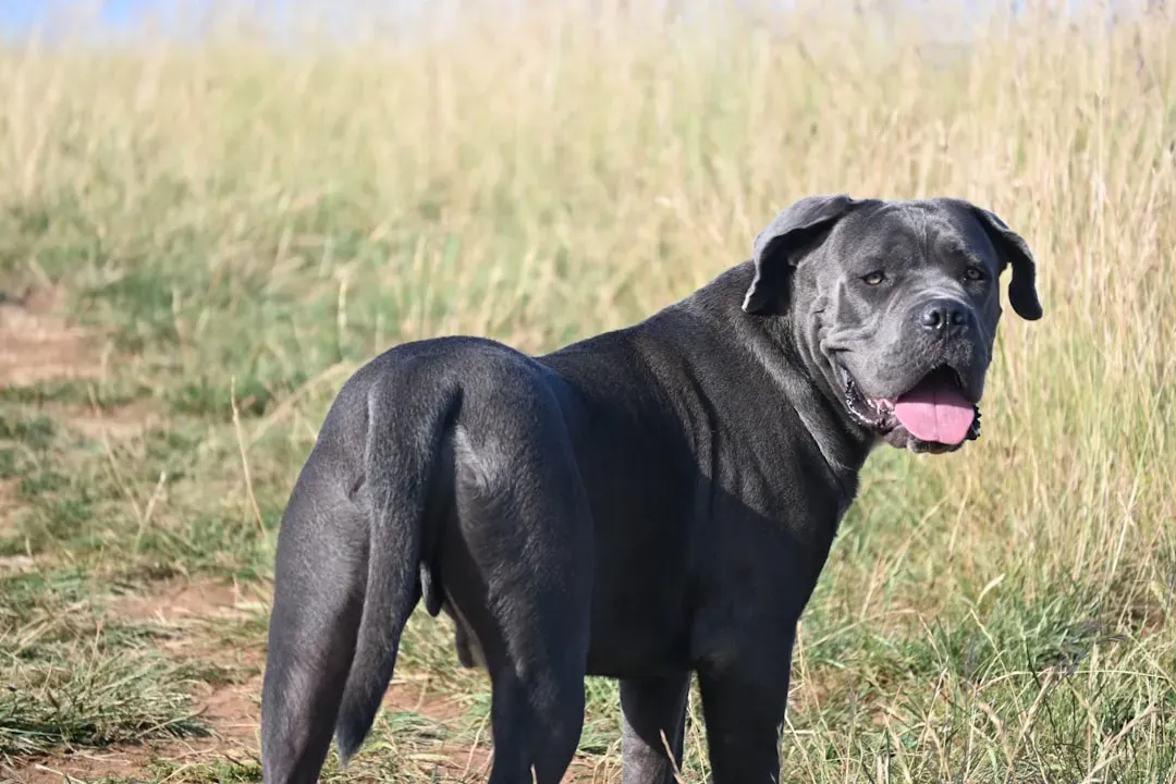 Cane Corso: The Italian Powerhouse (Image Credits: Unsplash)