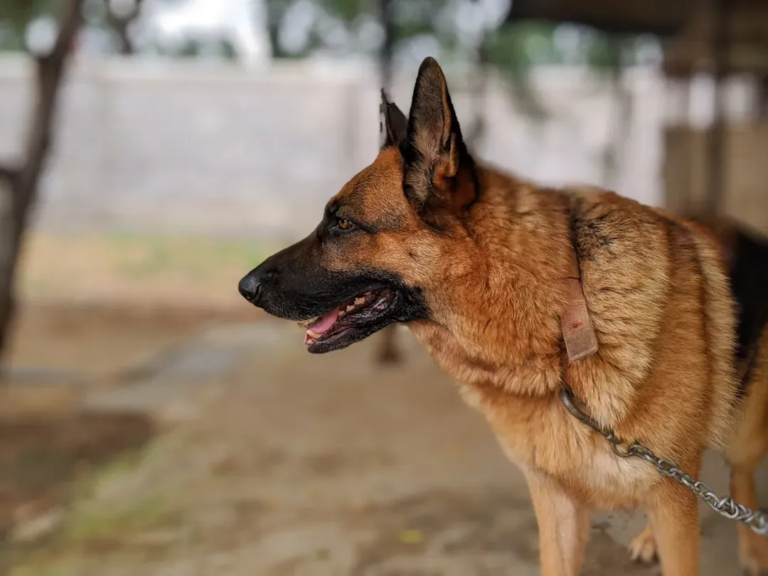 German Shepherd: The Protective Empath With Razor Sharp Instincts (Image Credits: Unsplash)