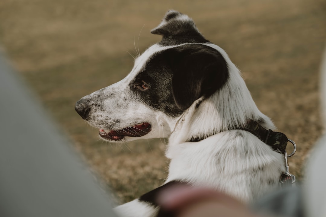 The Pack Mentality Misconception (Image Credits: Unsplash)