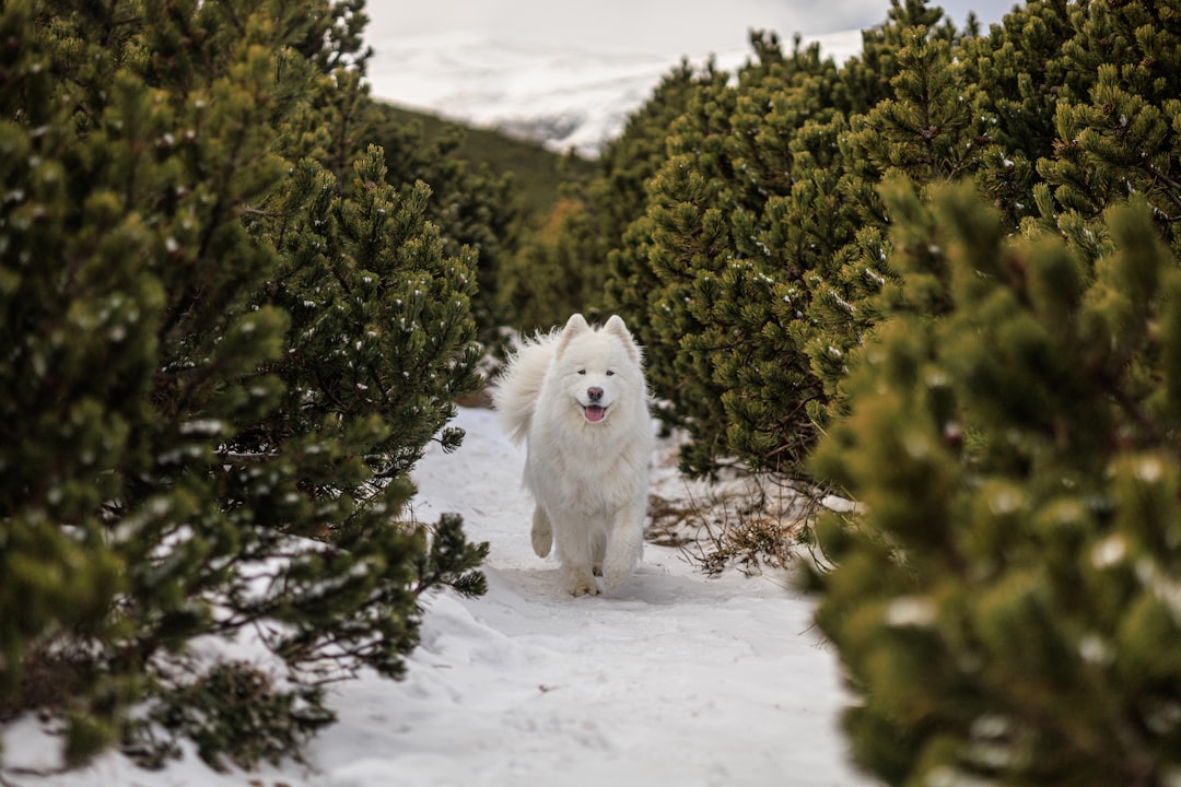 Samoyed: The Stubborn Predator (Image Credits: Unsplash)