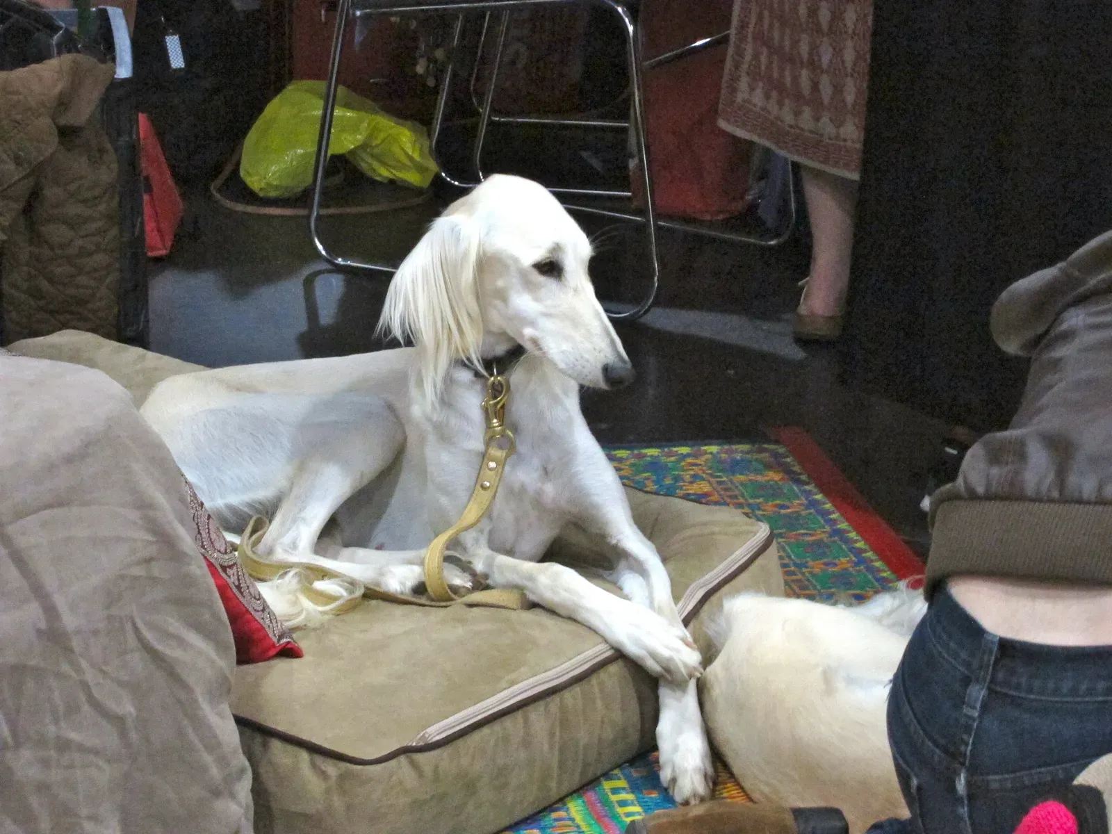 Breeds You Might Not Expect to Be Shy (Image Credits: Wikimedia)