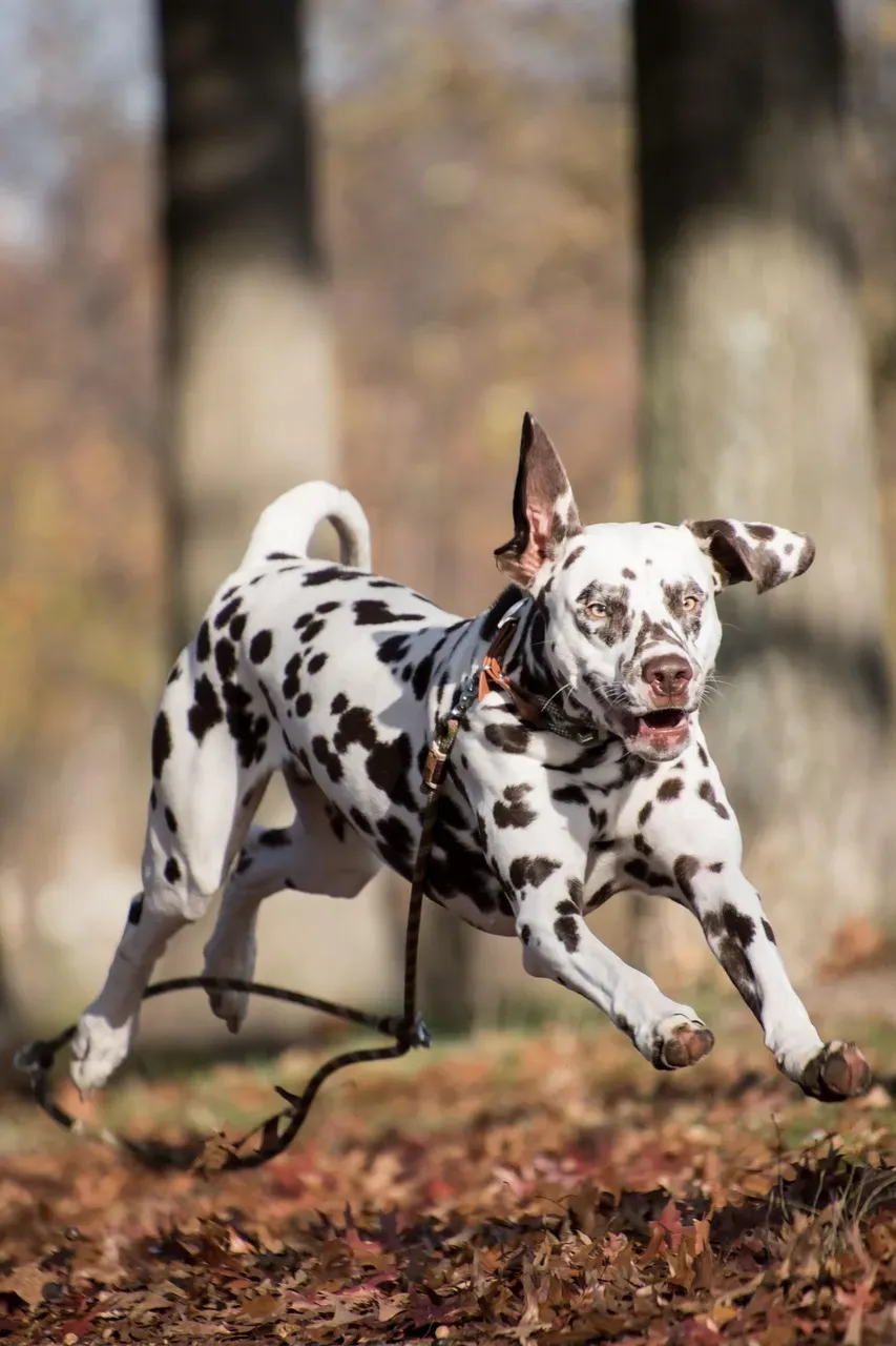 Dalmatian: High Energy and Historic Don't Mix (Image Credits: Pixabay)