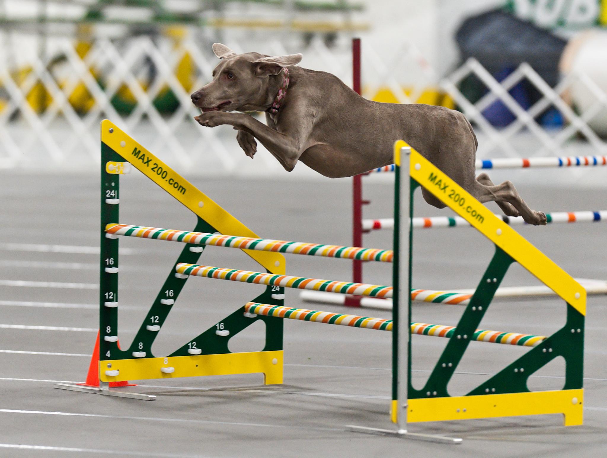 Weimaraner (Image Credits: Wikimedia)