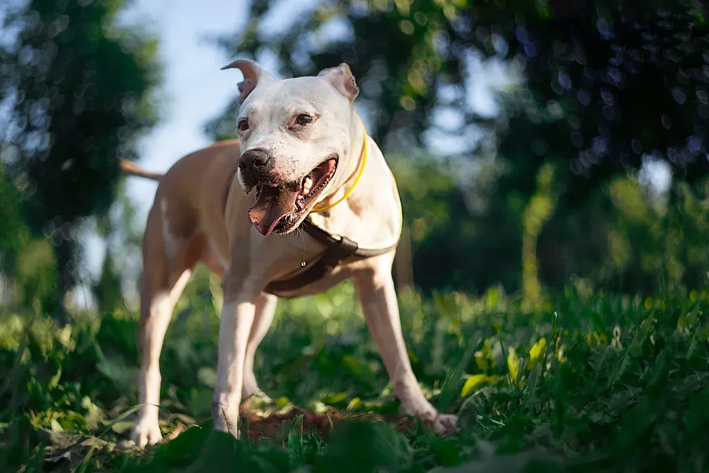 #8. Taurus: The Steady Anchor Every Rescue Dog Desperately Needs (3off, Flickr, CC BY-SA 2.0)