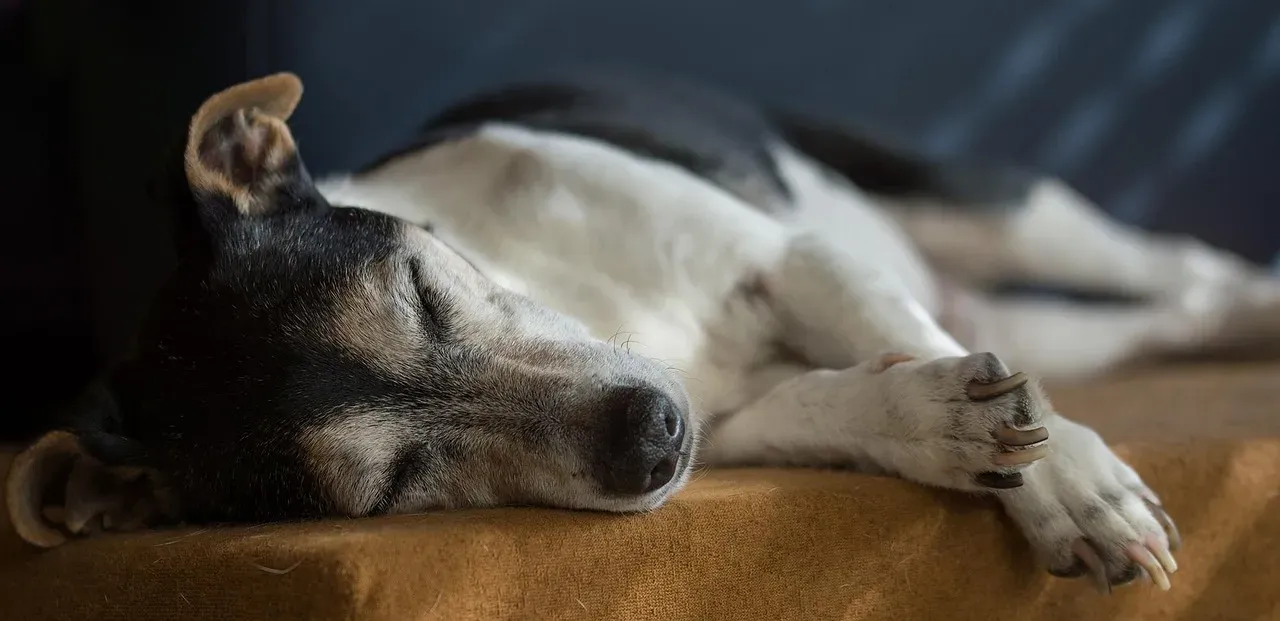 4. Physical Care Turns Into an Act of Love, Not a Chore (Image Credits: Pixabay)