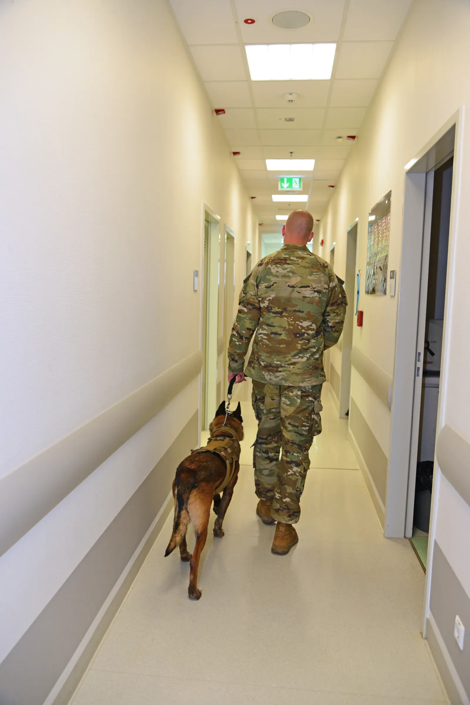 Vet Visits and Medical Handling (Image Credits: Wikimedia)