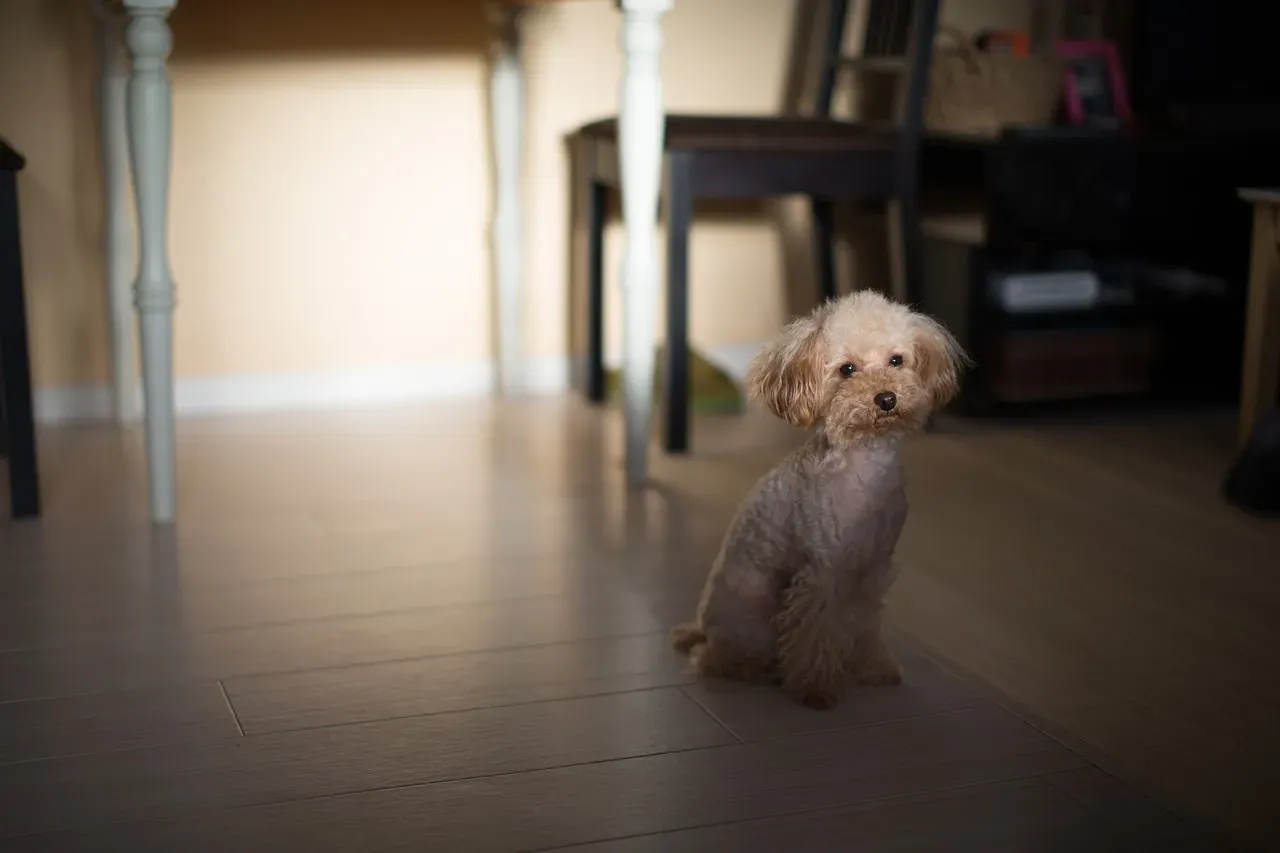 8. Toy Poodle (Image Credits: Pixabay)