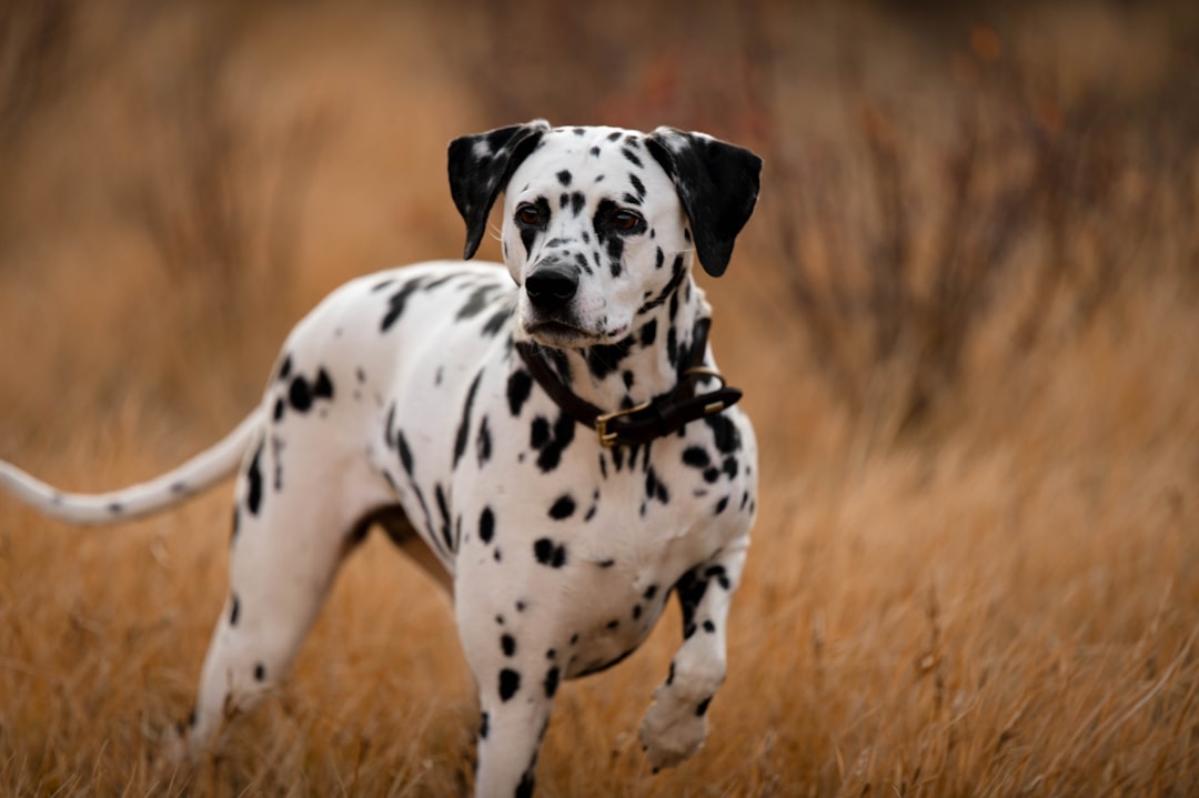 Cancer: The Dalmatian Bond (Image Credits: Unsplash)