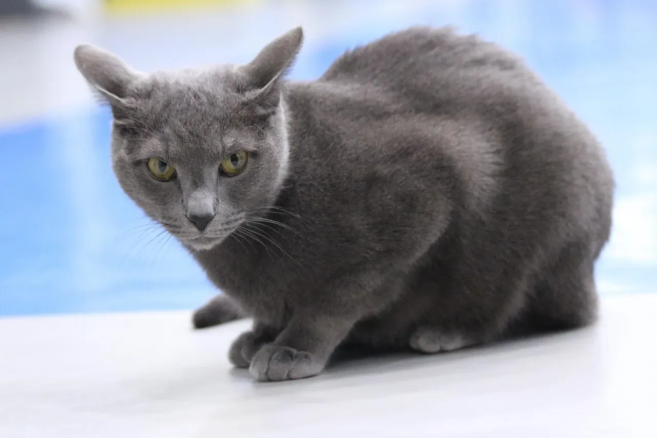 #13: Russian Blue - The Quietly Devoted Introvert (Image Credits: Pixabay)