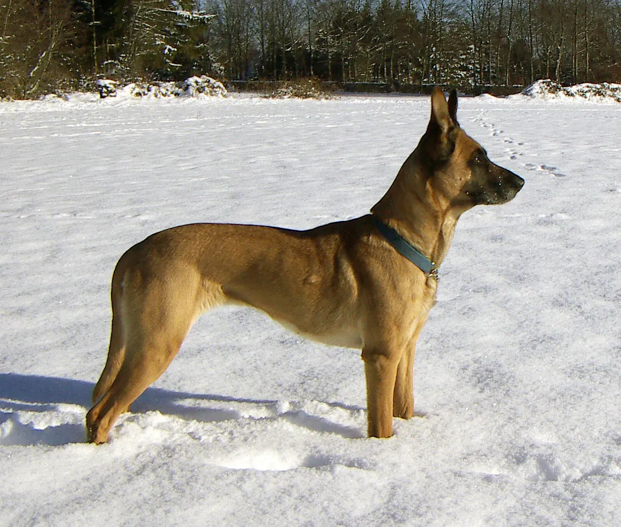 Belgian Malinois (Image Credits: Wikimedia)