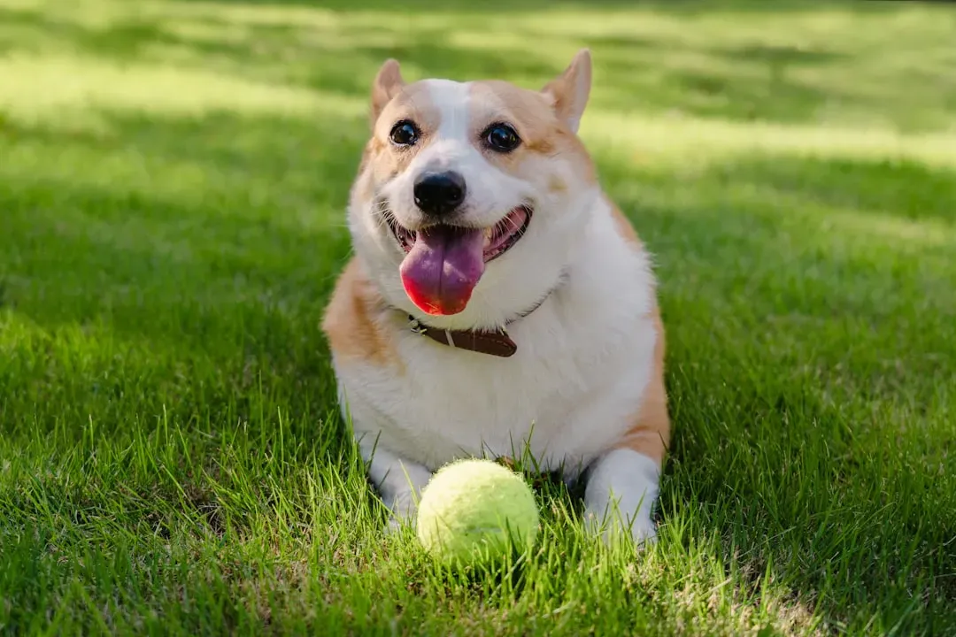 7. Corgi: Short Legs, Maximum Happiness (Image Credits: Unsplash)
