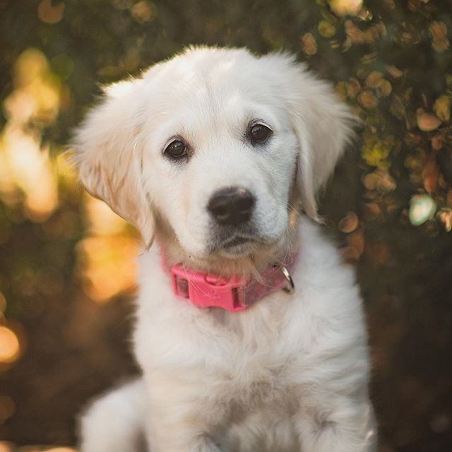 Building and Maintaining Canine Confidence (Image Credits: Flickr)