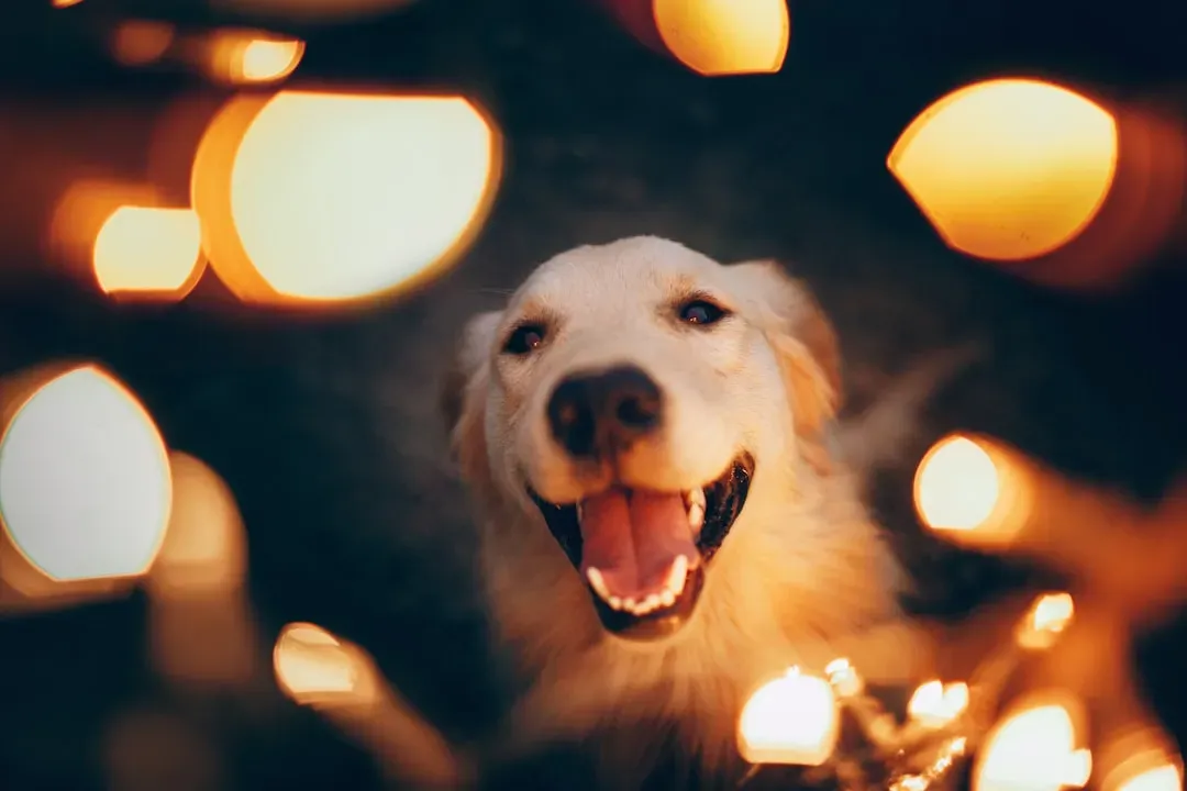 Why Some Signs Don’t Fully Orbit Their Dog – And Why That’s Okay (Image Credits: Unsplash)