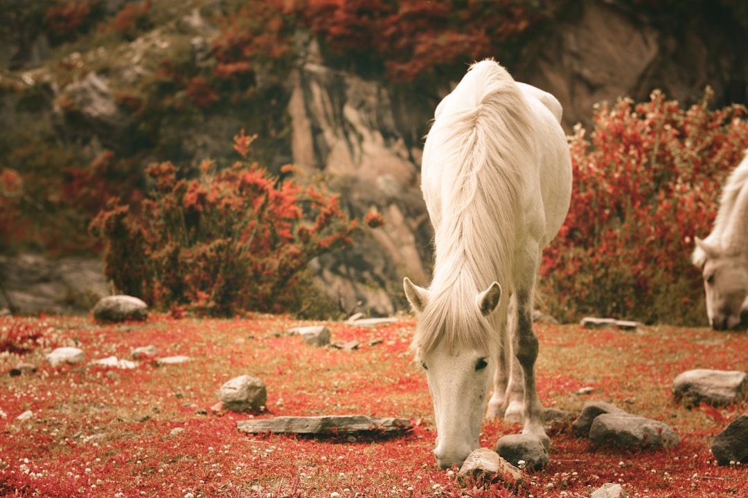 Present Moment Awareness: The Horse's Gift of Mindfulness (Image Credits: Unsplash)