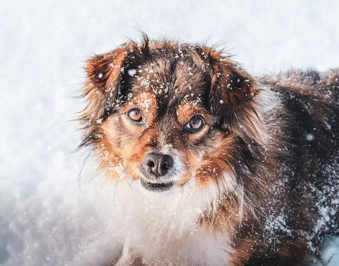 Recognizing The Warning Signs Of Hypothermia And Frostbite (Image Credits: Unsplash)
