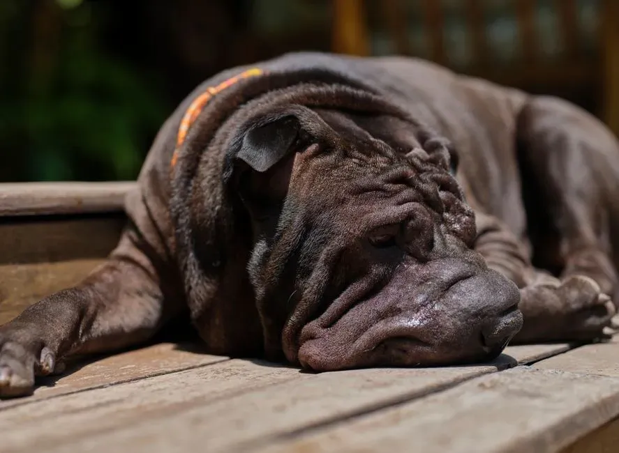 New Lumps, Bumps, or Coat Changes (Image Credits: Pexels)
