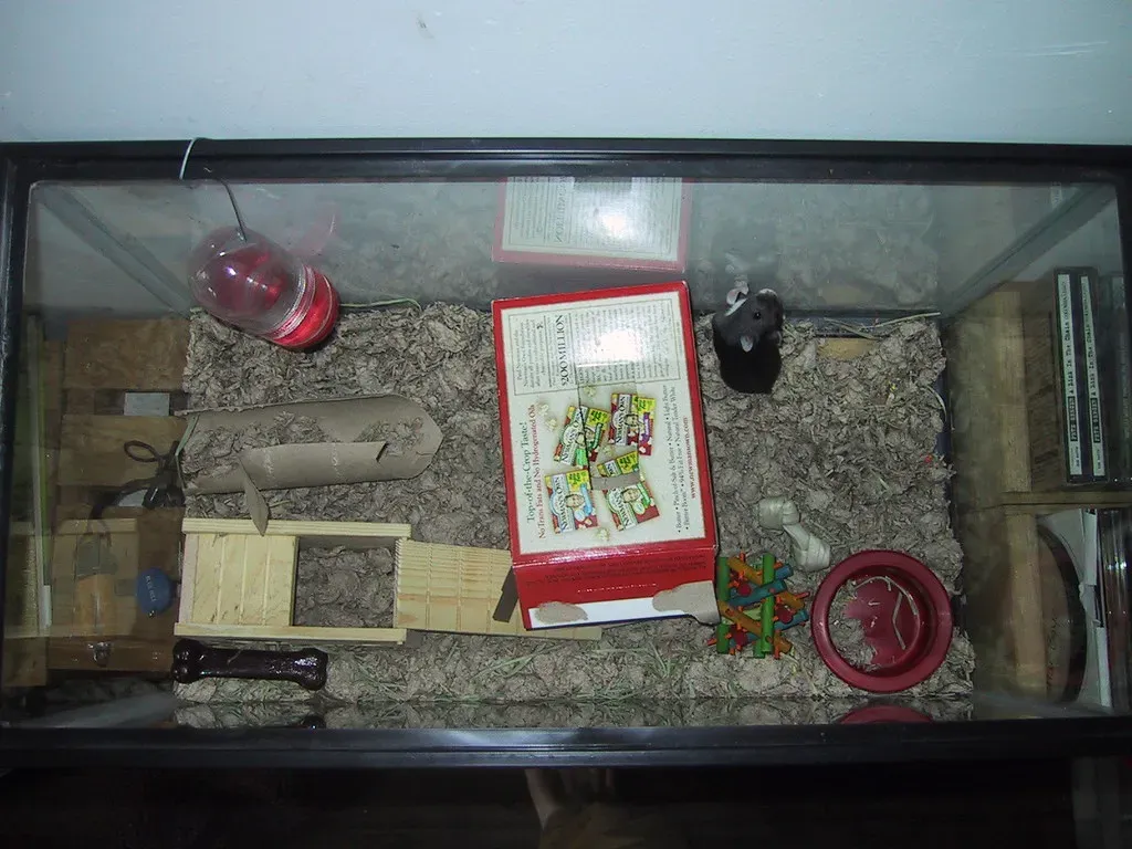 Essential Accessories and Enrichment Items (Image Credits: Flickr)