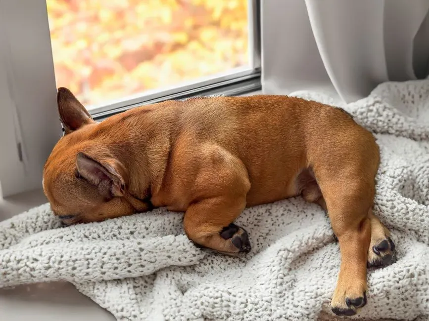 #8 - It Tolerates Being Away From You Without Panic (Image Credits: Pexels)
