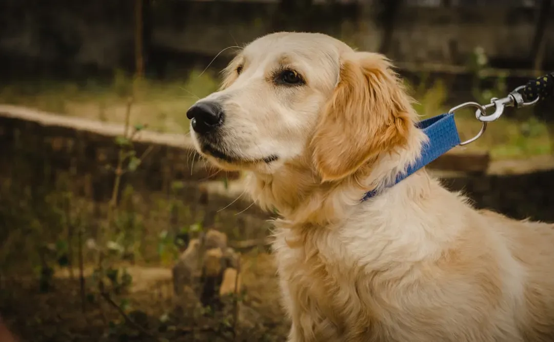 15. Golden Retriever: The Timeless Embodiment of Unconditional Love (Image Credits: Unsplash)