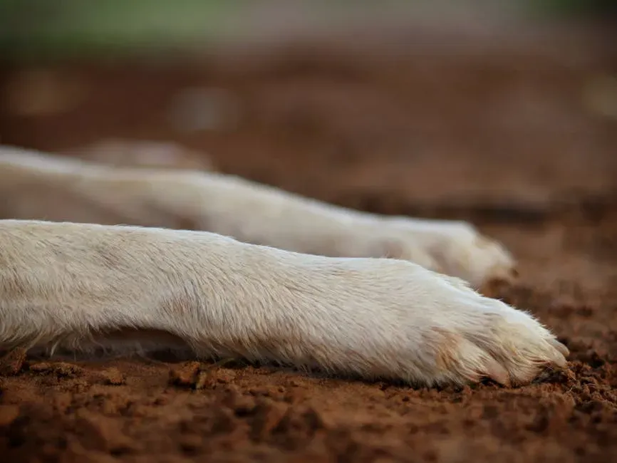Making Paw Care a Lasting Summer Habit (Image Credits: Pexels)