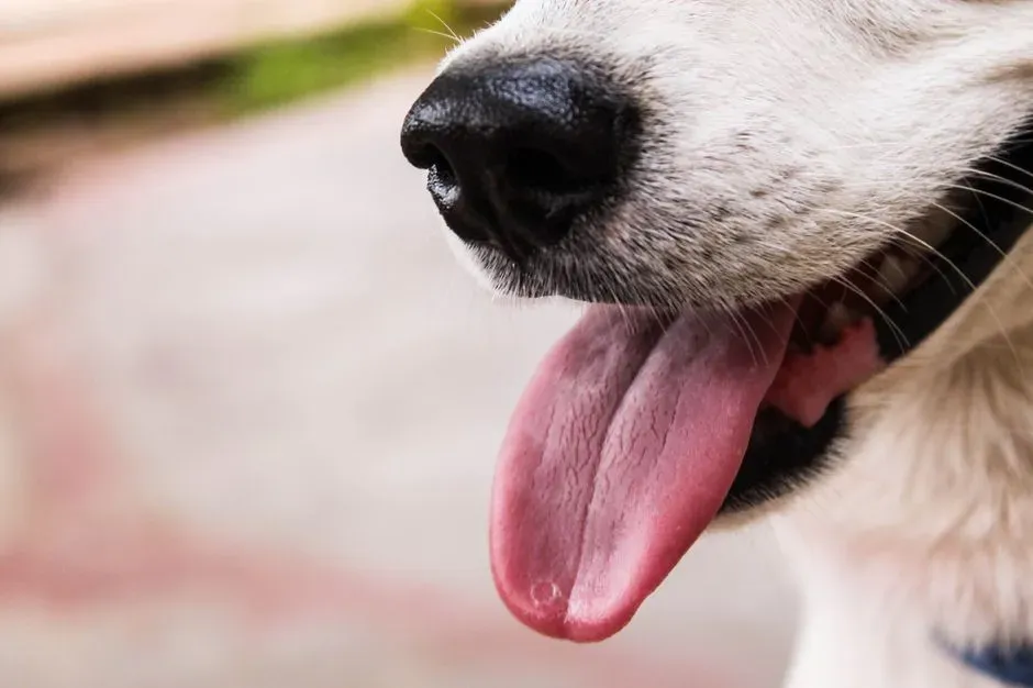 #5 - A Cold Tongue Reveals Poor Circulation or Shock (Image Credits: Pexels)
