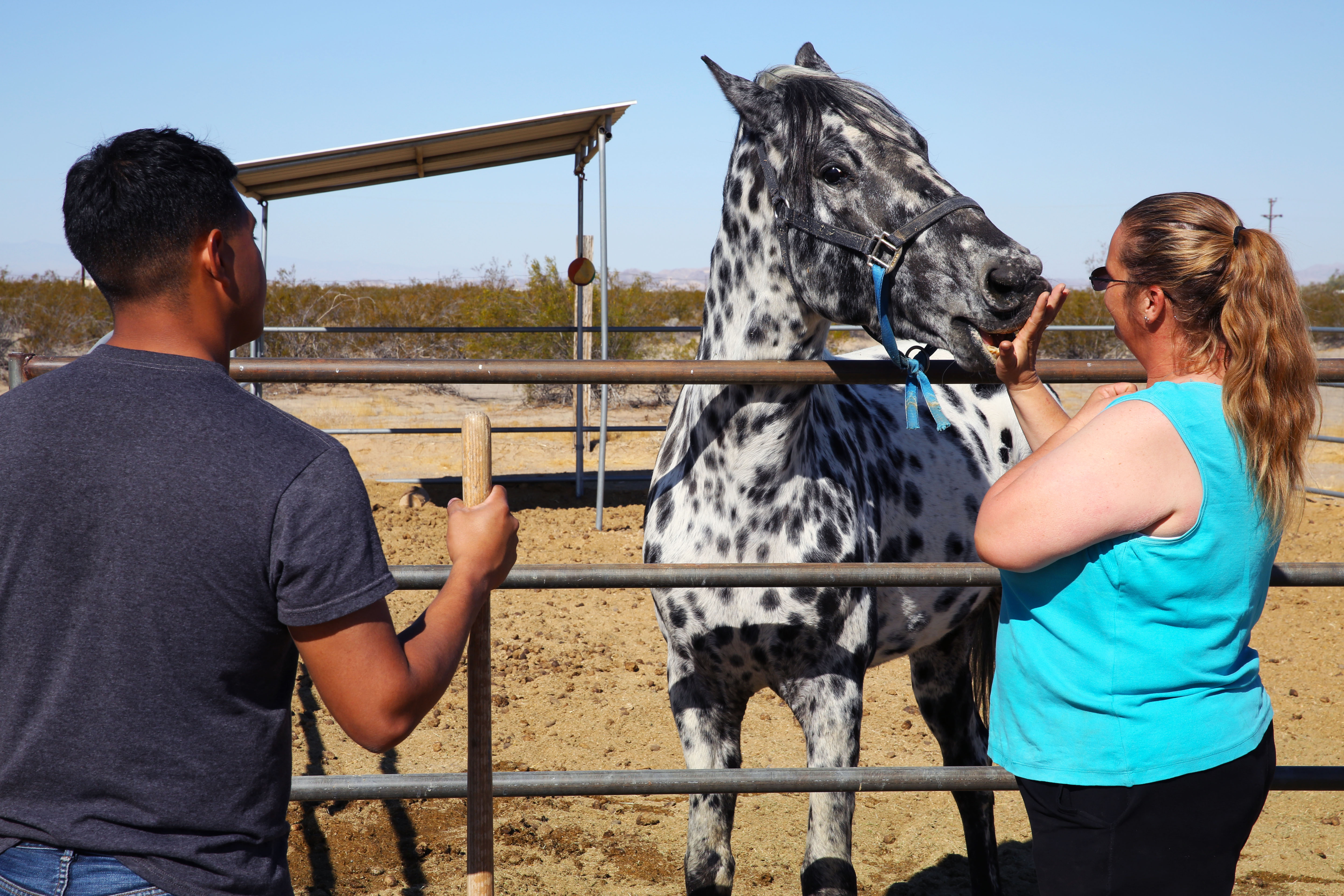 Daily Care Requirements That Matter (Image Credits: Wikimedia)