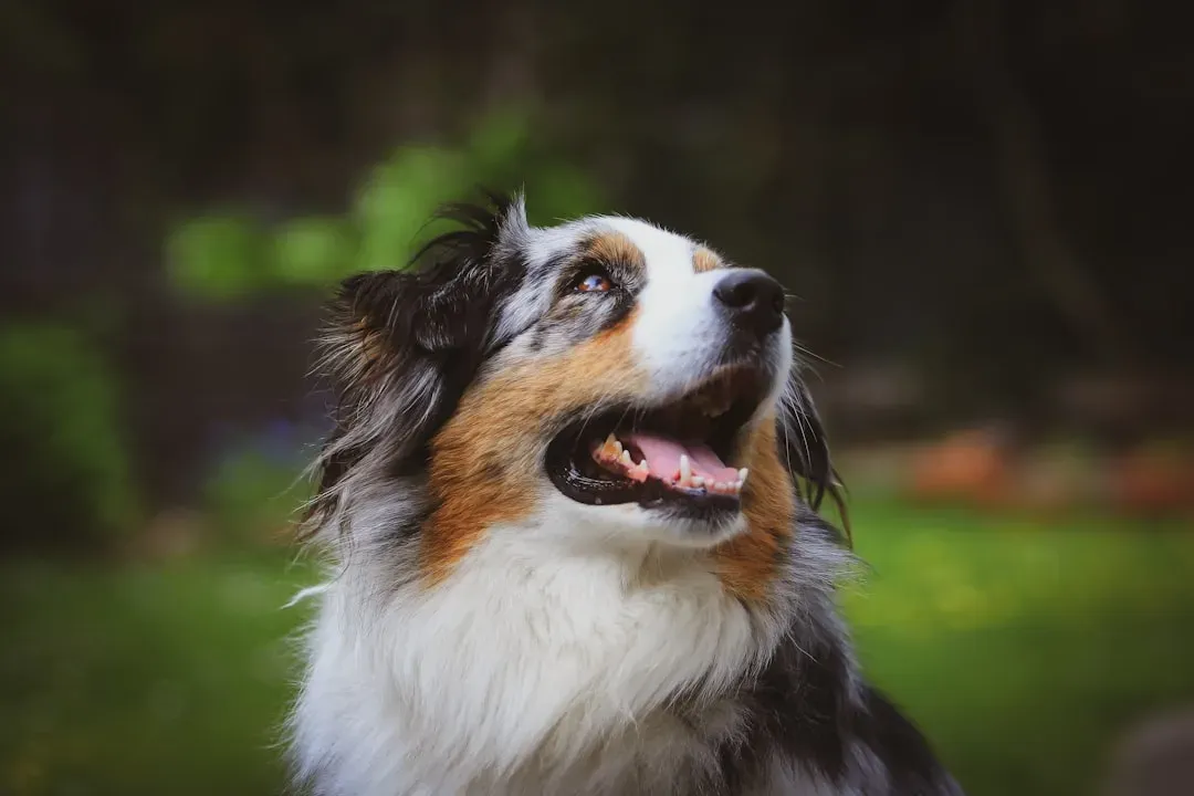 15. Miniature Australian Shepherd: Needs a Job, Not Just a Walk (Image Credits: Unsplash)